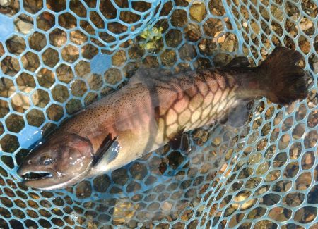 三連休直後は釣れるのか ～フィシングパーク高島の泉～